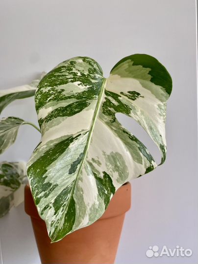 Монстера альба