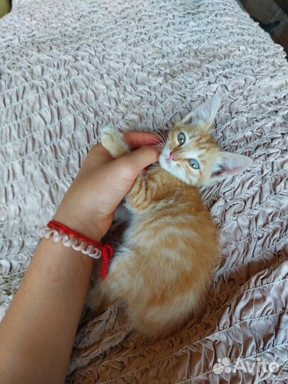 Котята мальчик и девочка