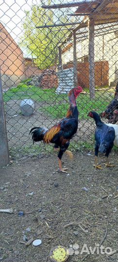Бойцовый петух