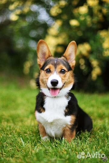 Выгул собак, передержка