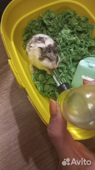 Джунгарский хомяк