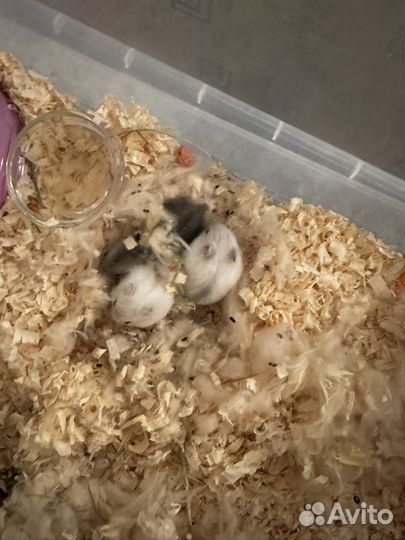 Джунгарский хомяк