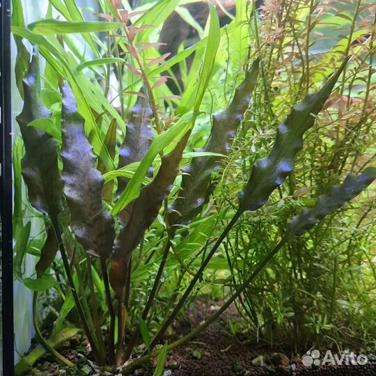 Криптокарина