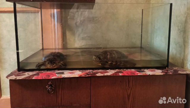 Красноухие черепахи с аквариумом и вообще кормом