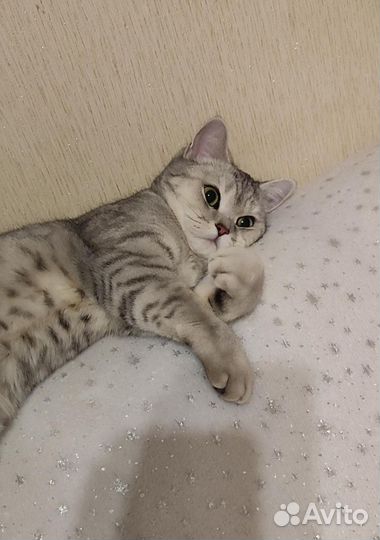 Продаю шотландских вислоухих котят