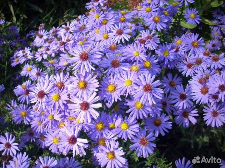 Хризантема