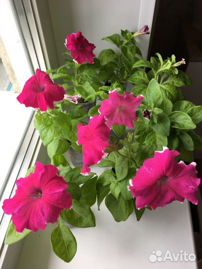 Петуния, лобелия, алиссум, хризантема, бегония