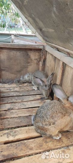 Кролик фландер