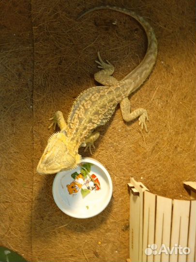 Продам или обменяю маисового полоза на зеленого