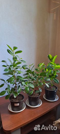 Фикус Мокламе