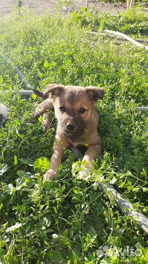 Собаки в добрые руки отдам бесплатно