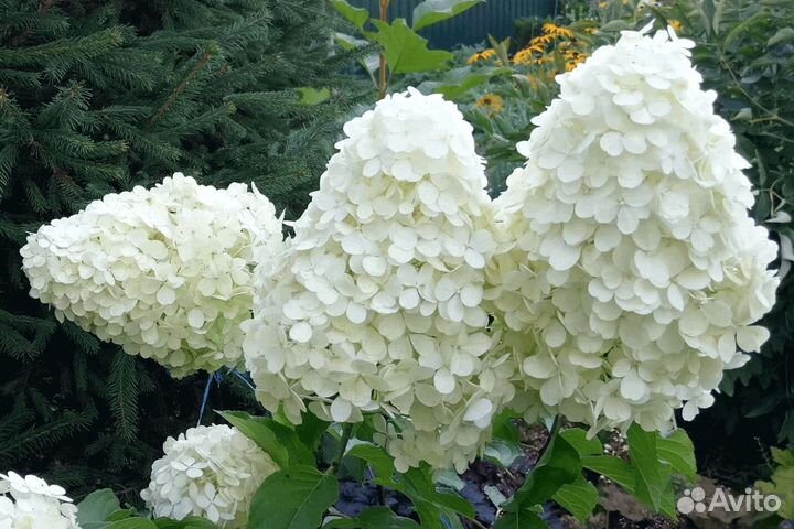 Гортензия метельчатая, высокие сорта 1.5 - 2.5м
