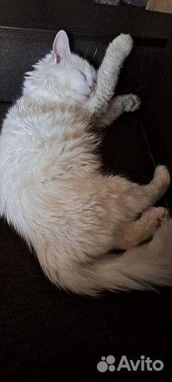 Кот в добрые руки