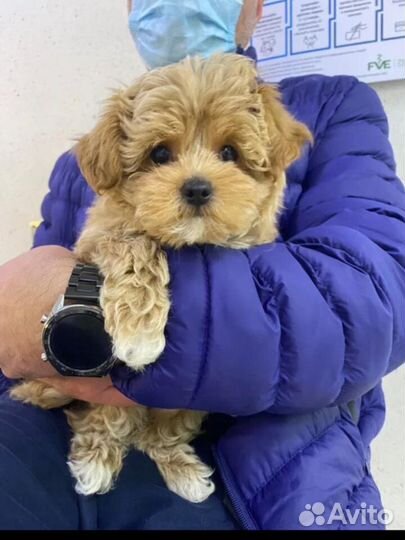 Мальтипу f1 на февраль