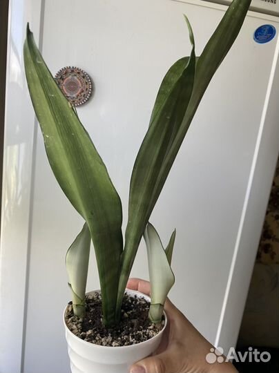 Сансевиерии микс