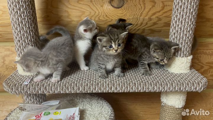 Шотландские котята