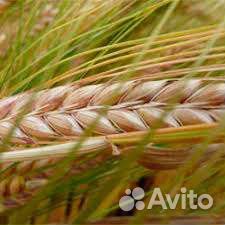 Ячмень, Кукуруза, Пшеница оптом