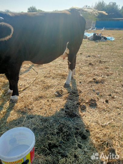 Коровы высокоудойные