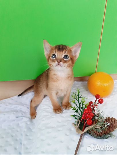 Абиссинские котята