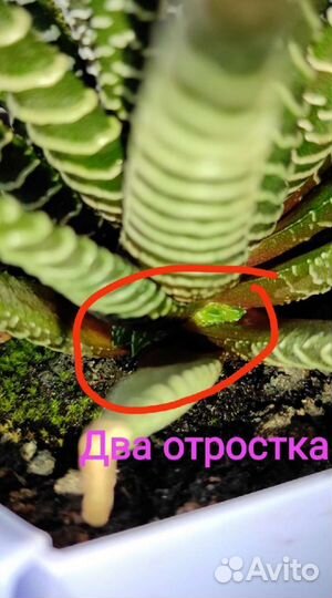 Взрослая хавортия