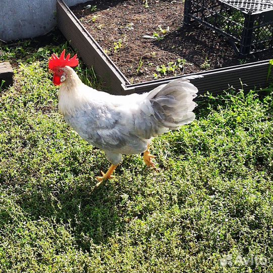 Молодые петухи