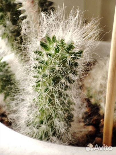 Пушистый кактус маммилярия боксанская