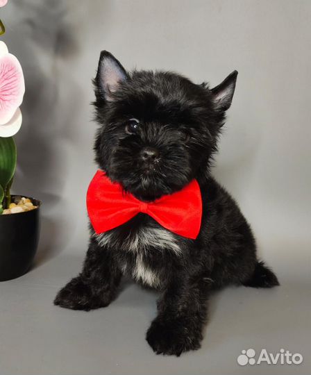 Йоркширский терьер