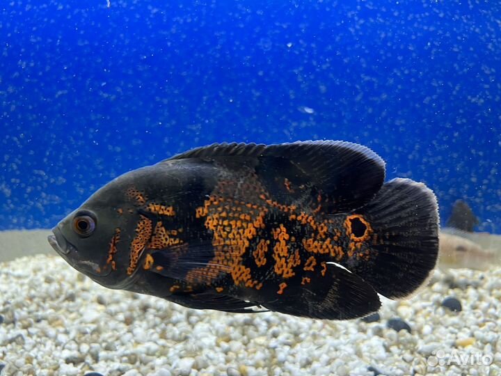 Астронотус