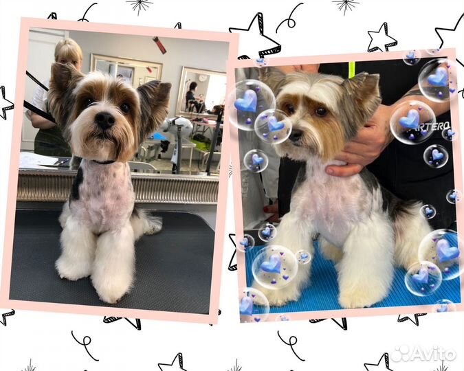 Груминг, стрижка собак (Пэт-стрижка)