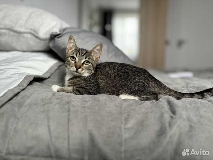 Котенок девочка