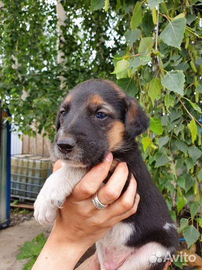 Очаровательный щенок 1 месяц в добрые руки