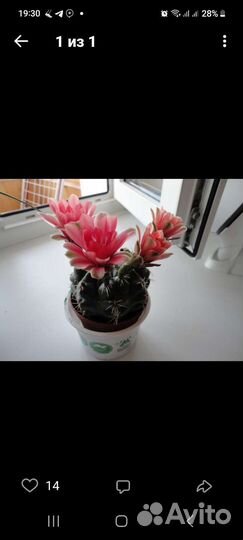 Кактус цветущий гимнокалициум Бальда