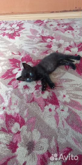 Котята бесплатно