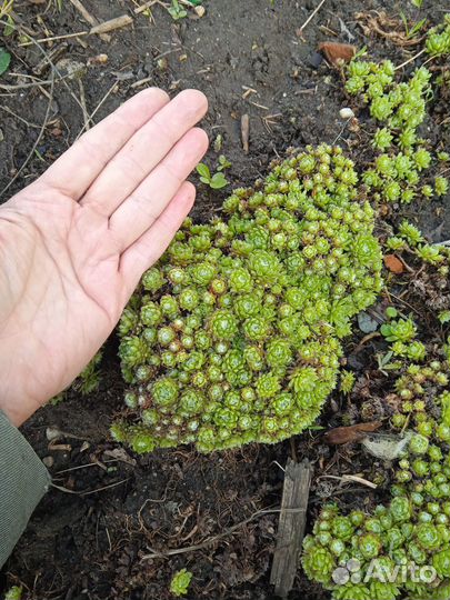 Молодило(каменная роза)