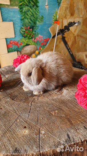 Изабелловые минилопы