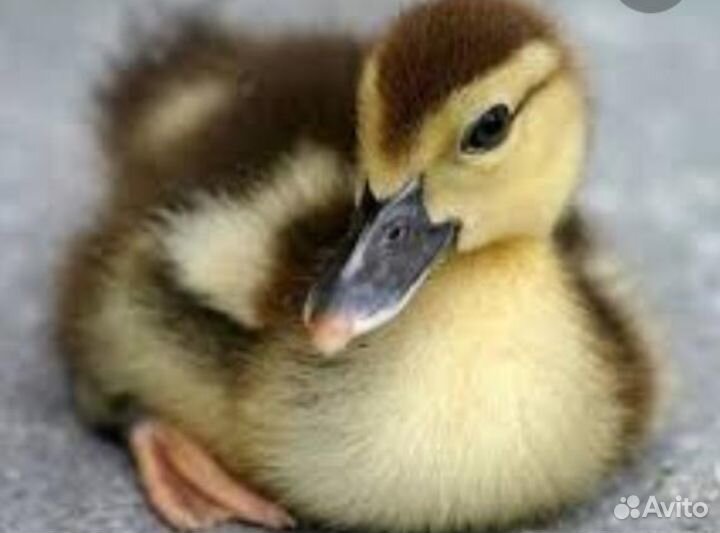 Утята индоутки, индоутята