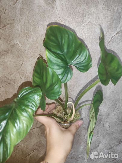 Филодендрон пловмани