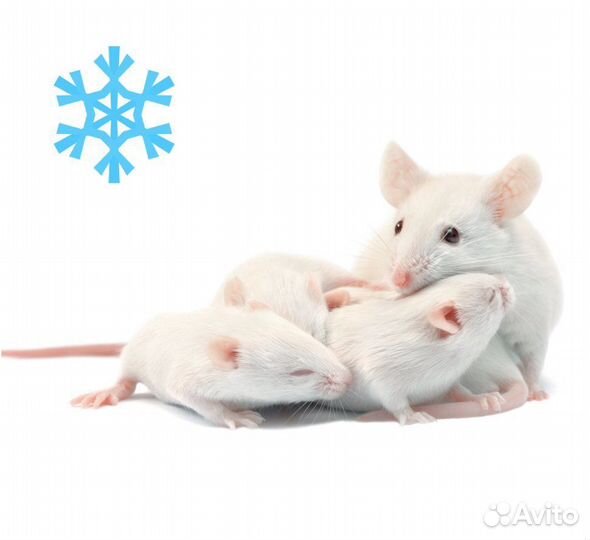 Кормовые мыши разных размеров