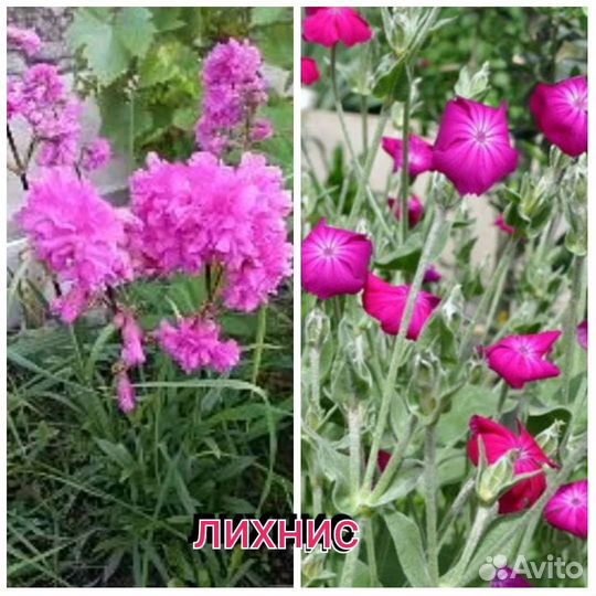 Цветы многолетние