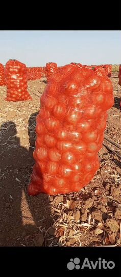 Лук репчатый оптом