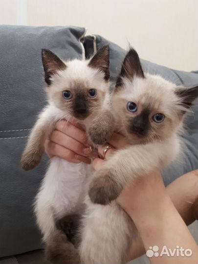 Тайские котята