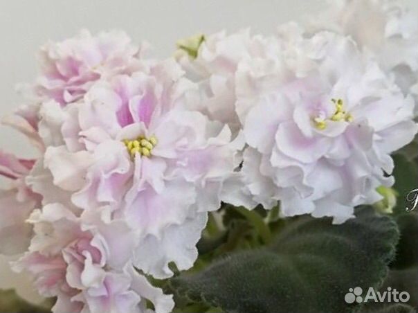 Наборы деток фиалочек