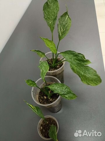 Спатифиллум