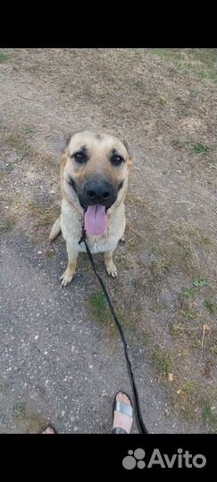 На бронь щенята бельгийской овчарки