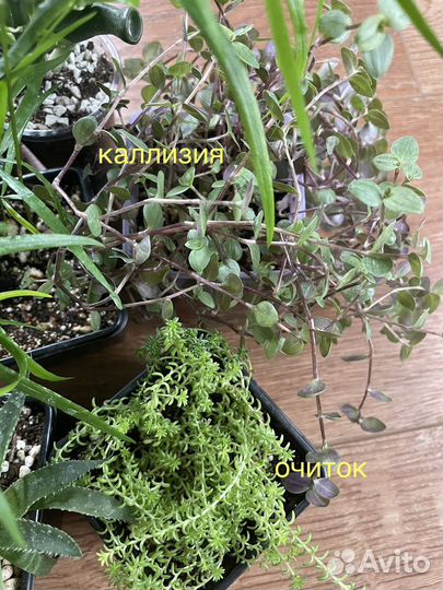 Сансевиерия, каллизия, хоббит, аспарагус, алое