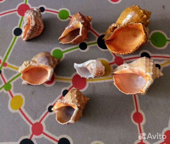 Ракушка морская