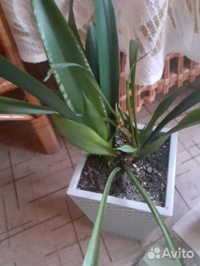 Сансевиерия сортовая