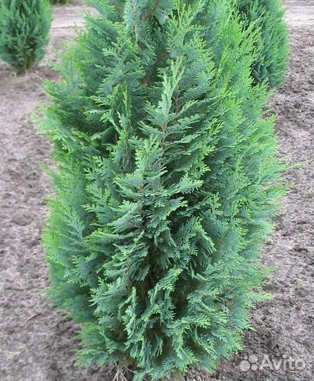 Кипарисовик лавсона