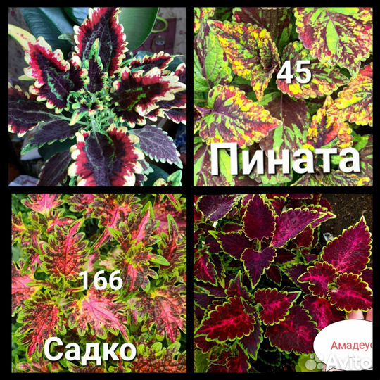 Колеусы вегетативные