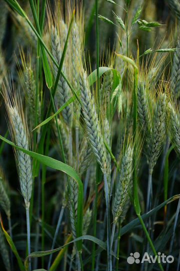 Семена ячменя Вакула шестирядный